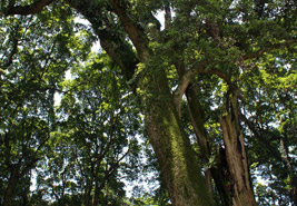 楨楠樹(shù) 楨楠樹(shù)