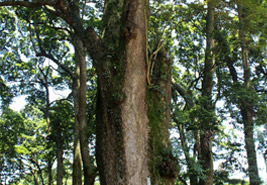 楨楠樹(shù) 楨楠樹(shù)