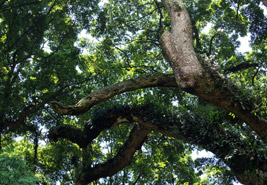 楨楠樹(shù) 楨楠樹(shù)